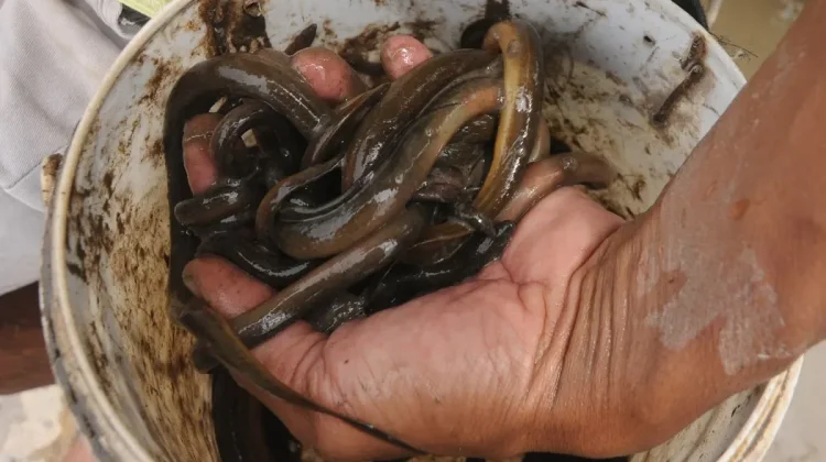 Rice-Field Eels from South Kalimantan Enter China Market