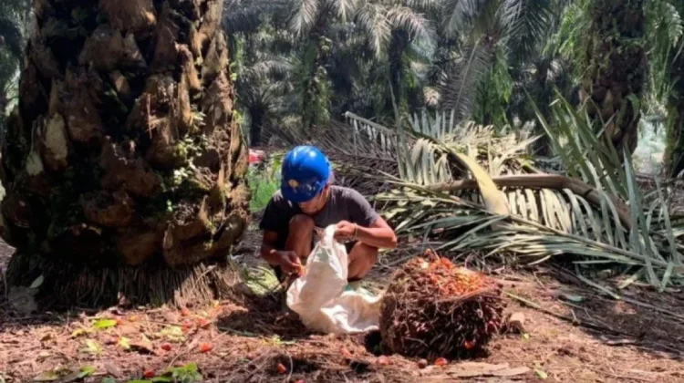 Indonesia’s Palm Oil Sector Expands Beyond Raw Exports