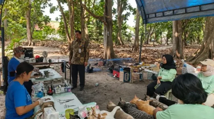 Thousand Islands Launches Humane Cat Sterilization Drive on Pari Island