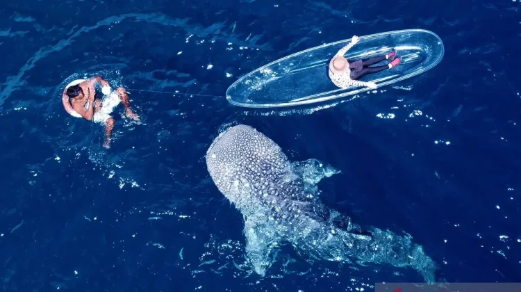 Botubarani Whale Shark Site Becomes Gorontalo’s Top Marine Tourism Draw