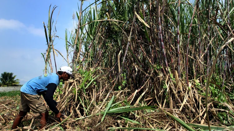 Indonesia Targets Sugar Self‑Sufficiency with Plantation Obligation