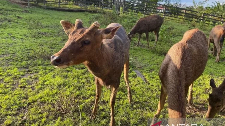 East Kalimantan Enhances Sambar Deer Breeding for Conservation