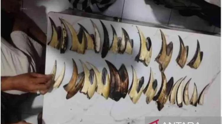 Illegal Wildlife Trader Arrested in Padang with Pangolin Scales, Hornbill Beaks