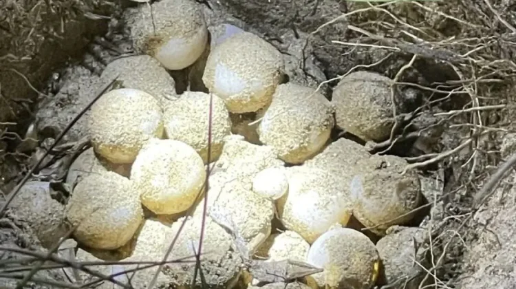 Offline App Enables Turtle Monitoring in NTT’s Outermost, Disadvantaged Areas