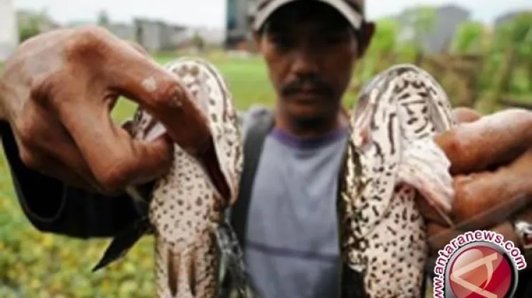 South Kalimantan Pushes Snakehead Fish Farming for Industry Growth