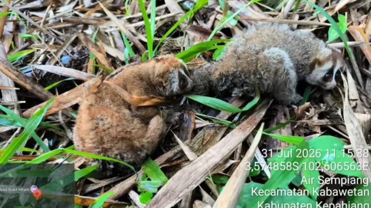 Bengkulu BKSDA Releases Two Slow Lorises at Bukit Kaba Nature Park