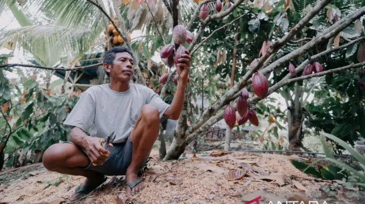 Jembrana’s Sustainable Cocoa Gains Global Recognition