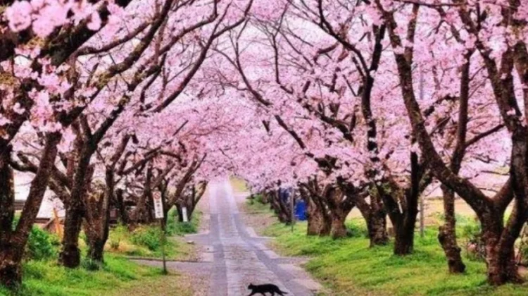 Cherry Blossom Season Offers Captivating Views at Cibodas Botanical Garden