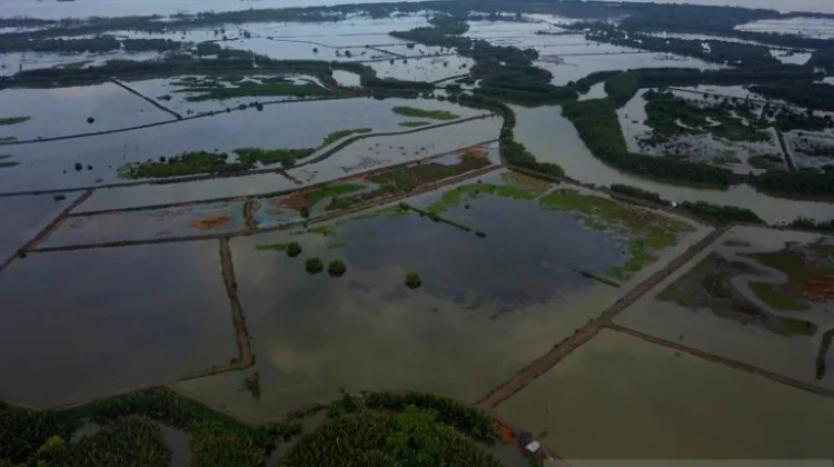 Community Groups Drive Mangrove Revival in East Kalimantan