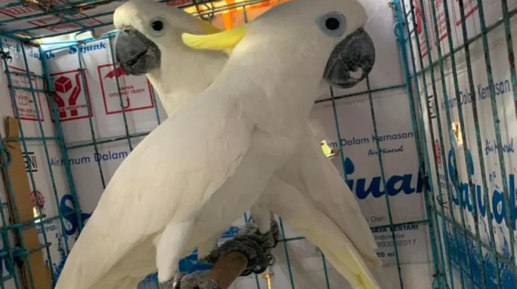 Maluku BKSDA and Locals Indigenous Return Two Cockatoos to Aru Forest