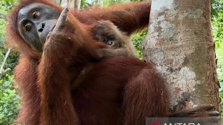 Sumatran Orangutan Birth Brings Hope for Aceh Conservation