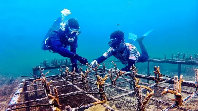 Pupuk Kaltim Restores 2.23 Hectares of Coral Reef in Bontang