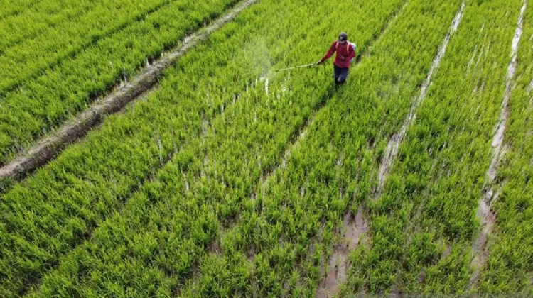 Rising NTP Signals Indonesia's Stronger Rural Economic Conditions