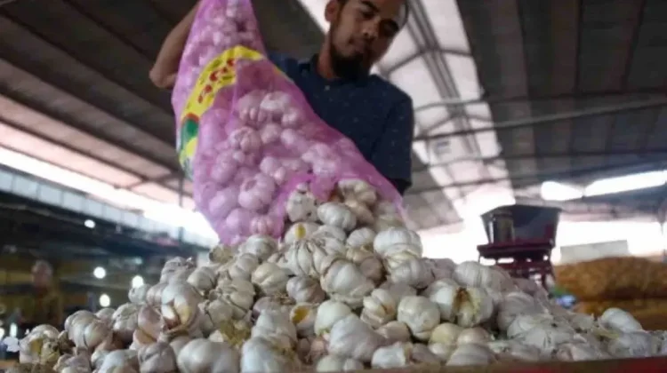 BRIN Partners with UGM to Develop Virus-Free Garlic Seeds to Cut Imports