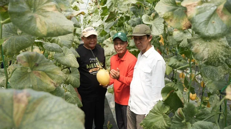 Sleman Village Enterprise Boosts Premium Melon Cultivation on Idle Village Land