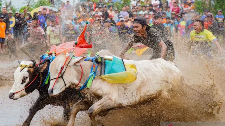 Kerapan Sapi Boosts Bangkalan Tourism and Madurese Heritage