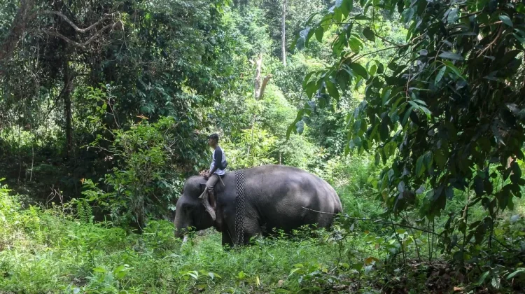 Veteran Sumatran Elephant Jovi Dies After Illness in Riau