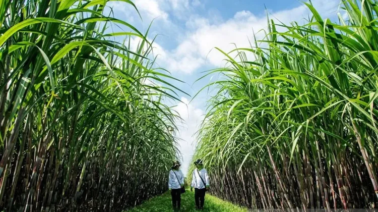 Chinese Investors Eye Singkawang as Agricultural Research Hub