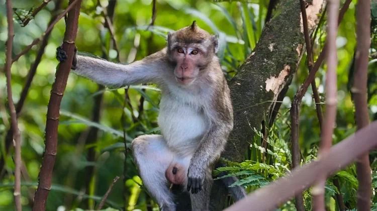 Indonesia’s Macaque Export Quotas Draw Global Criticism