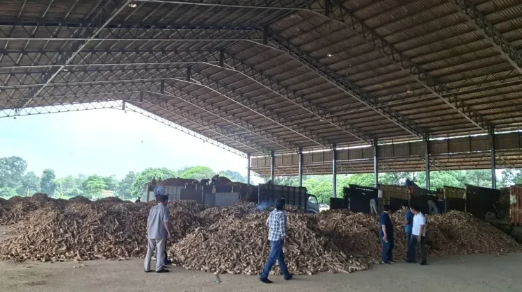 National Cassava Center in Lampung to Bring Prosperity for Farmers