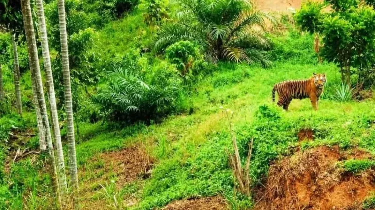 Forest Encroachment Drives Endangered Tiger Entering Village in East Aceh