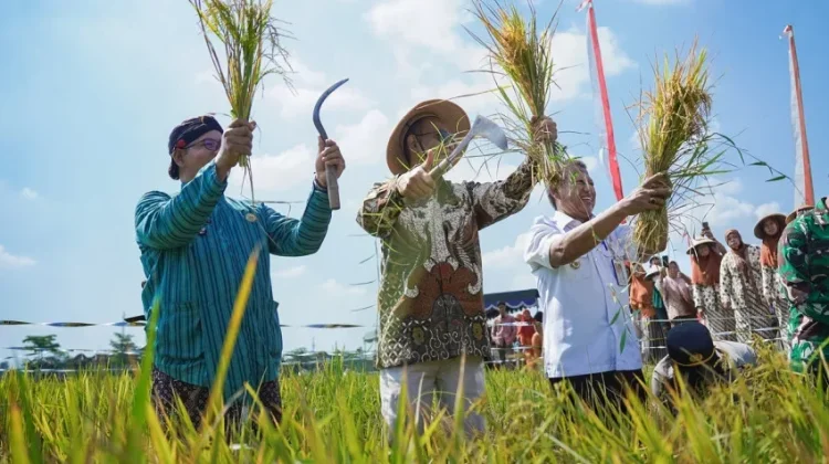 Bangunjiwo's Wiwitan Harvest Tradition Boosts Cultural Tourism