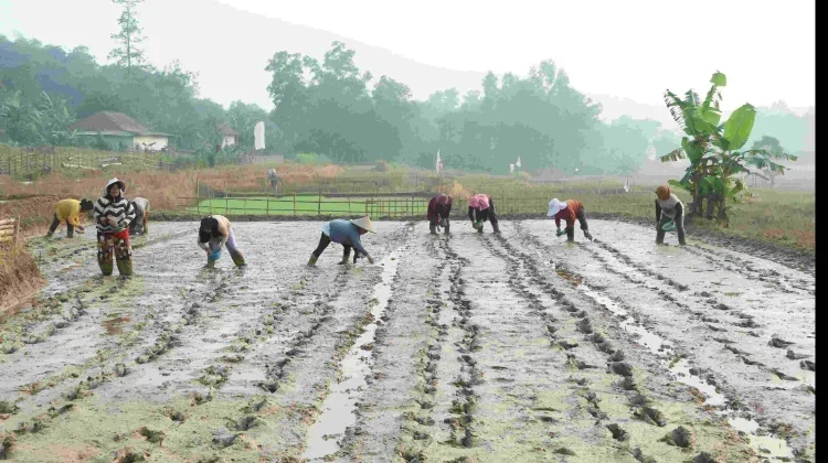Bekasi Regency Adopts Modern Farming to Improve Farmers’ Welfare