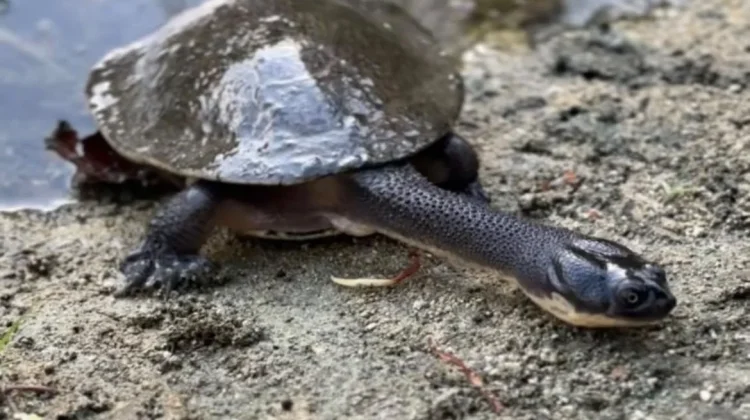 Rote Turtle Conservation Gets Boost from UGM Students