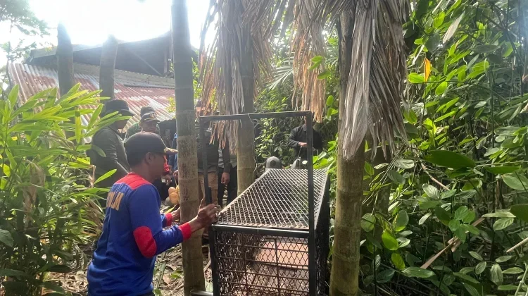 Sun Bear Incident Prompts Wildlife Rescue Response in Riau