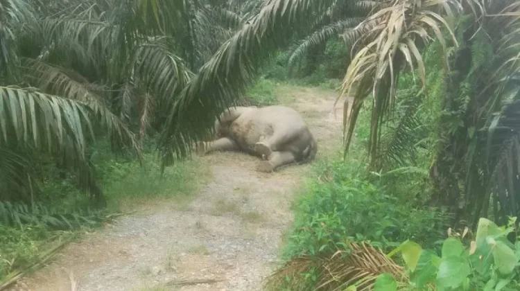 Sumatran Elephant Death Highlights Extinction Threat in Aceh