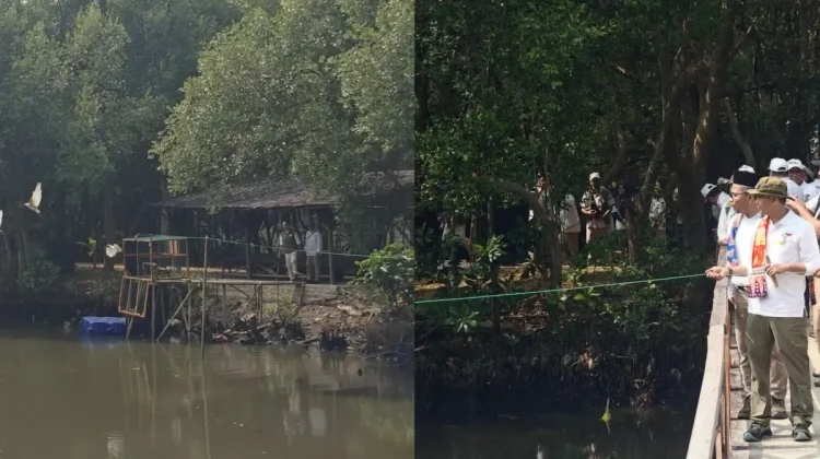Jakarta Restores Wetlands with Release of Protected Waterbirds