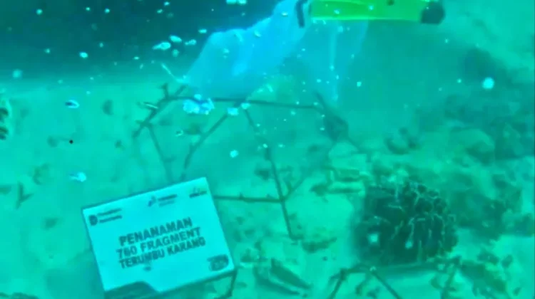 Hundreds Coral Seedlings Planted in Bengkulu's Water