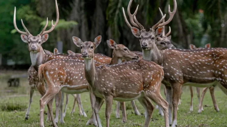Plaju Oil Refinery Strengthens Biodiversity Conservation in South Sumatra