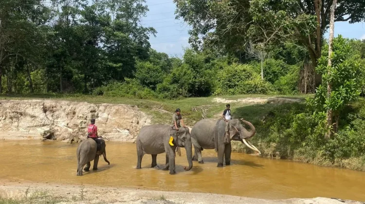Domang the Elephant Boosts Action for Indonesia's Endangered Species