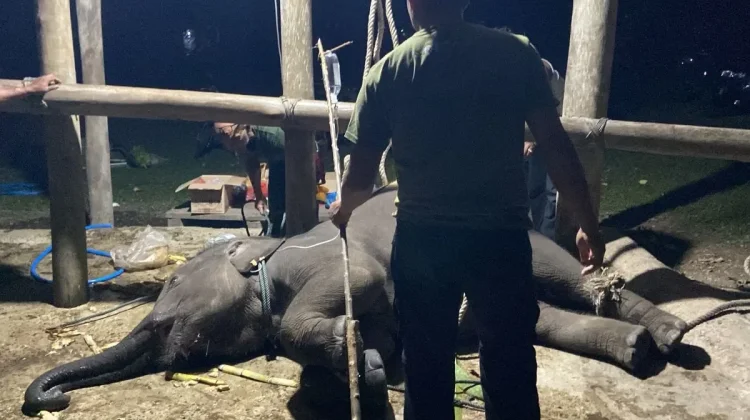 Deadly EEHV Virus Kills Sumatran Elephant Calf in Aceh