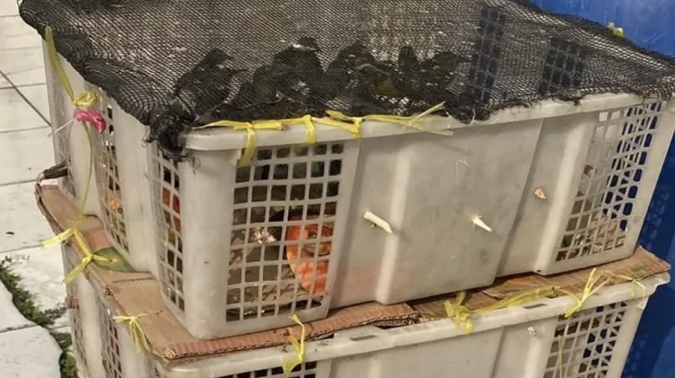 Police Seize 98 Undocumented Songbirds at Bakauheni Port
