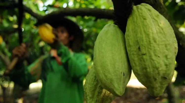 Lampung Boosts Cocoa Downstreaming to Support Sustainable Growth