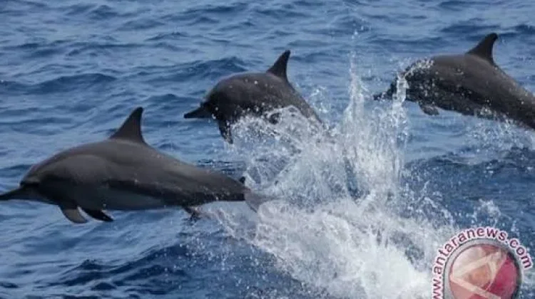 Sawu Sea Deploys AI Acoustic Tech for Marine Protection