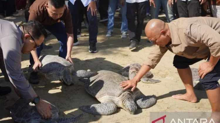 Gorontalo Releases Birds and Turtles to Safeguard Ecosystem