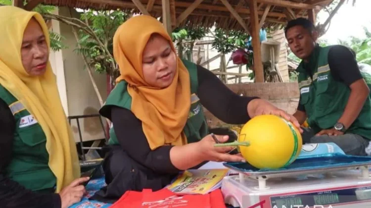 Aceh Tamiang Develops Melon Farming to Revive Post-Disaster Economy