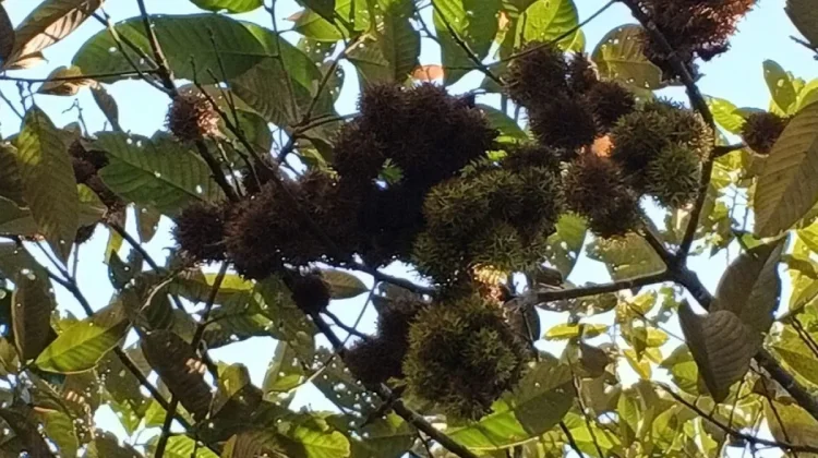 Tua Tunu Botanical Garden-BRIN Research Endangered Wild Rambutan in Bangka