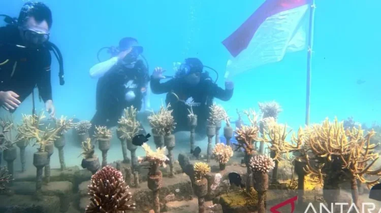 Gorontalo Divers Mark 81st Independence Day with Coral Restoration