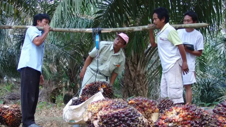 Indonesia Has Potential to Use POME as Clean Energy Source
