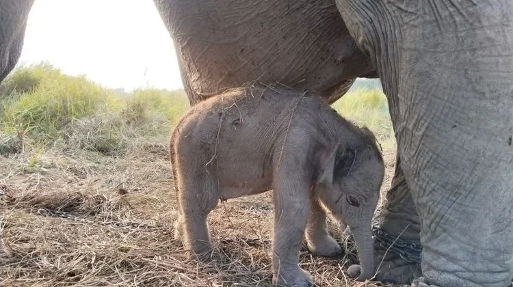 Healthy Sumatran Elephant Calf Born in South Sumatra on Independence Day
