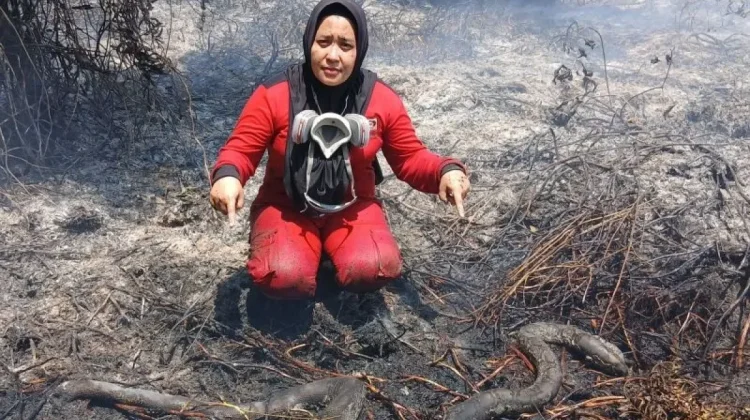 Forest Fires Threaten Wildlife in West Kalimantan’s Ketapang