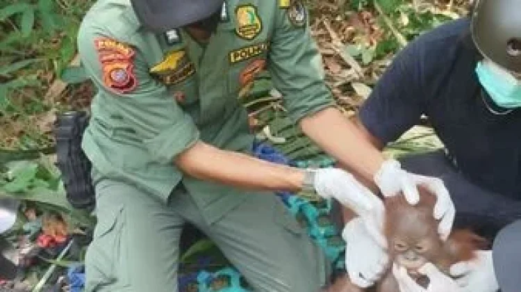 Bornean Orangutan Family Rescued in West Kalimantan