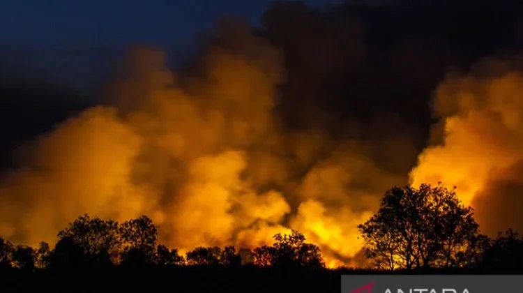 Eight South Kalimantan Regions on Forest and Land Fire Alert, 1,651 Incidents