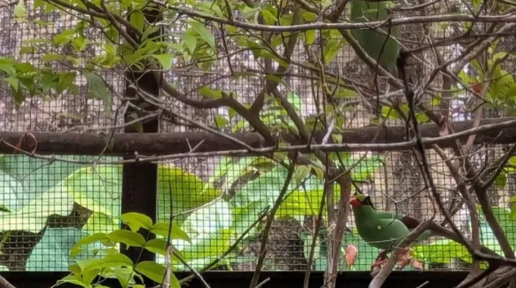 TSI to Release Critically Endangered Javan Green Magpies on Mount Pangrango