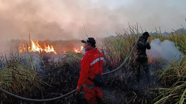 Way Kambas Fire Response Focuses on Wildlife Protection