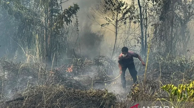 BNPB Reports 396 Hectares Burned in Nabire Fires